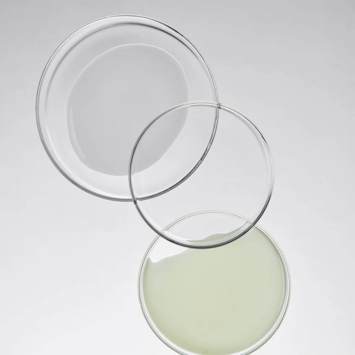 Three clear glass petri dishes on a light gray background