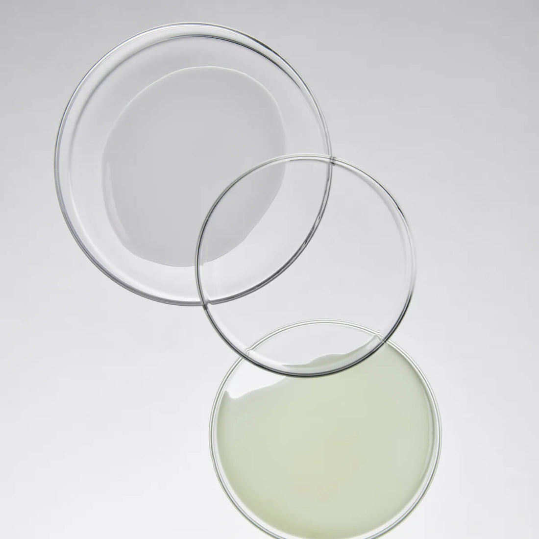 Three clear glass petri dishes on a light gray background