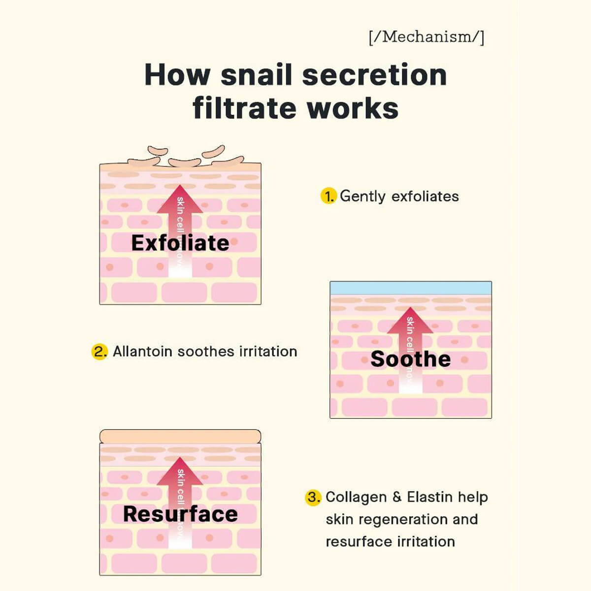 Diagram explaining how snail secretion filtrate works on skin with labeled steps.