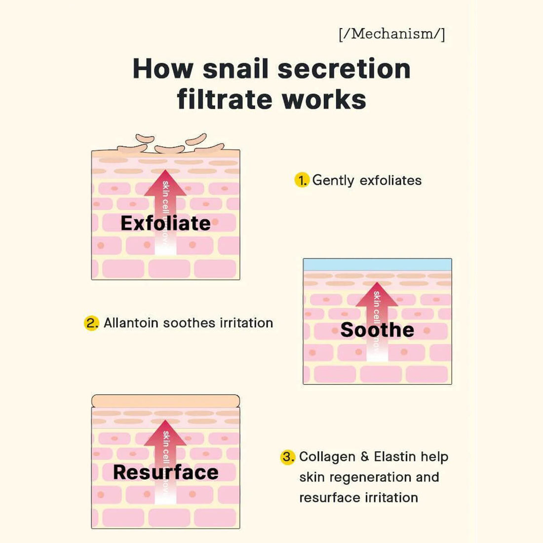Diagram explaining how snail secretion filtrate works on skin with labeled steps.