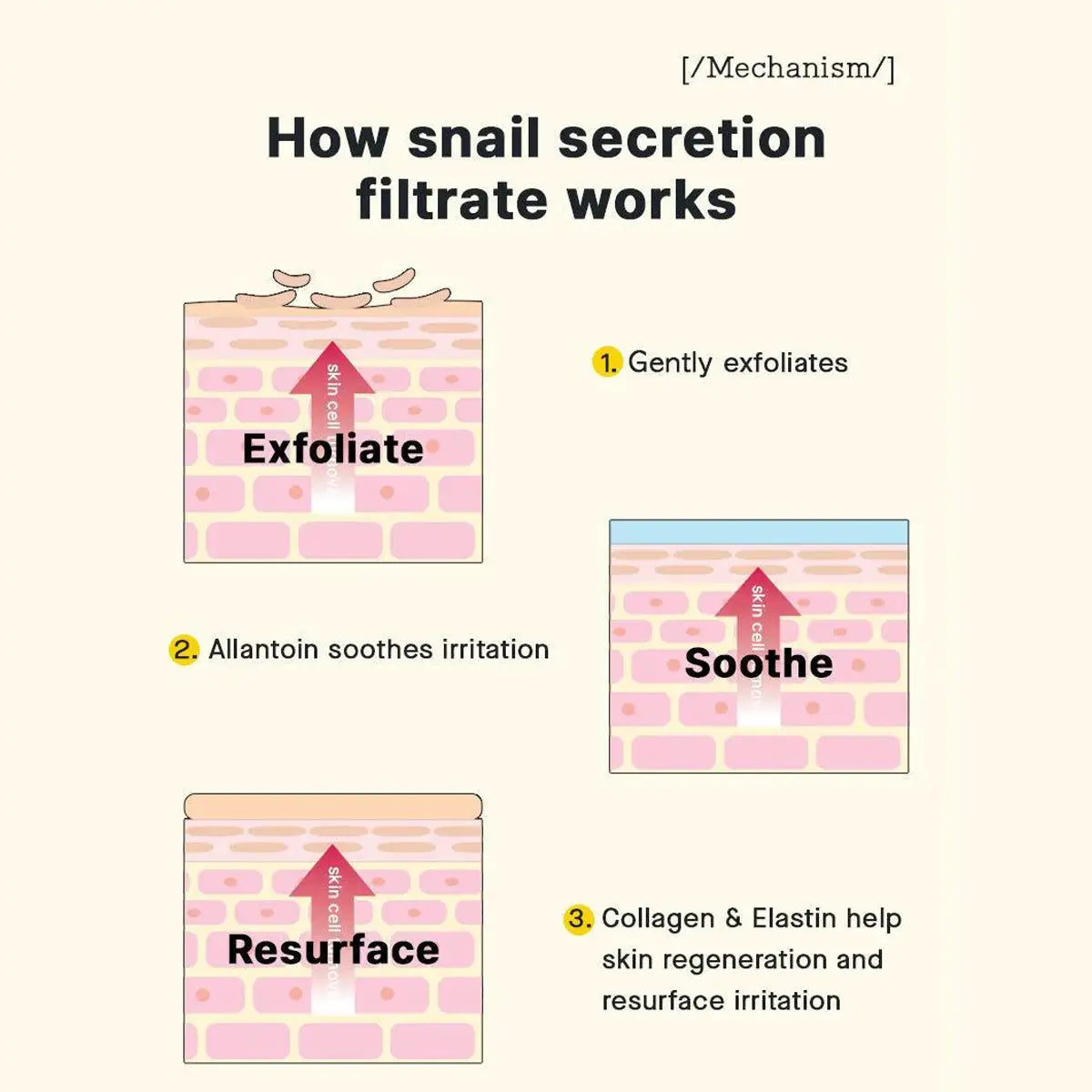 Diagram explaining how snail secretion filtrate works on skin with labeled steps.