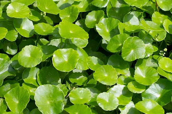Centella Asiatica (CICA) – Korean skincare ingredient known for soothing, repairing, and calming sensitive skin in UAE