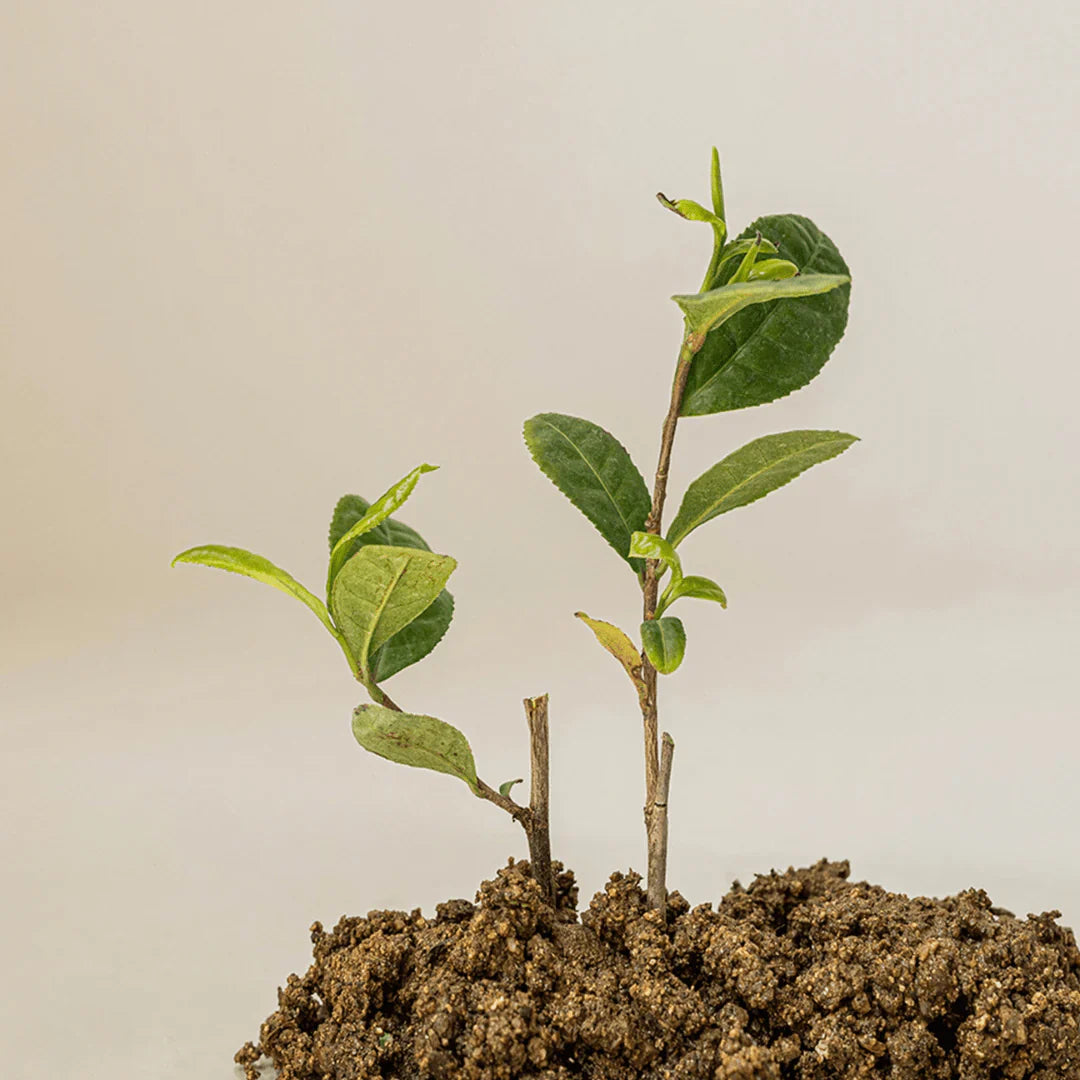 Calming Serum (30ml)