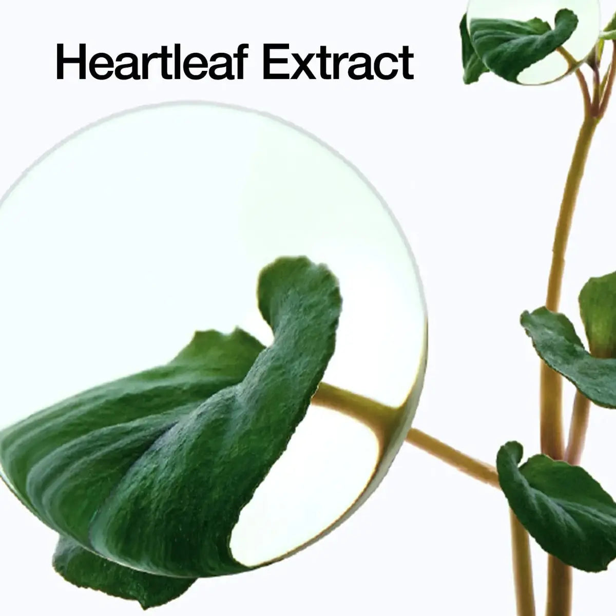 Heartleaf Extract with magnifying glass and plant on white background