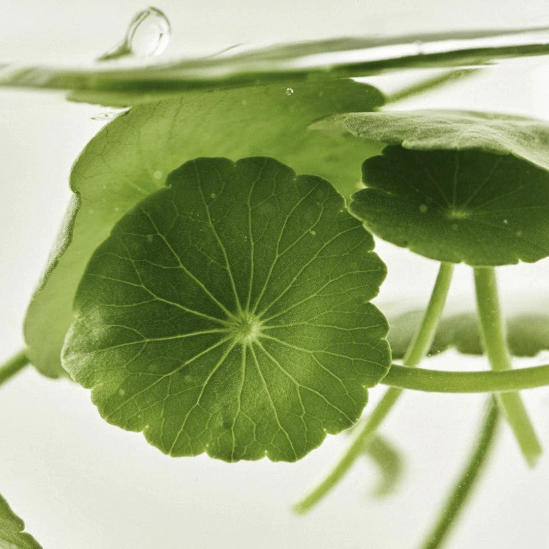 Light On Serum Centella + Vita C (30ml)